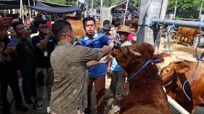 Petugas Temukan Sapi yang Mengidap Penyakit LSD saat Sidak Hewan Kurban di Pasar Dimoro Kota Blitar