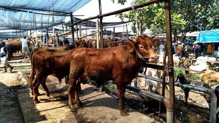 Pemkot Blitar Larang Penjualan Hewan Kurban Dadakan di Pinggir Jalan