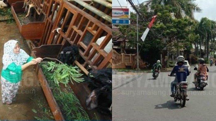 Berita Malang Hari Ini Senin 20 Juli 2020 Populer: Laporan Hewan Ternak & 2 Jambret Tertangkap Massa