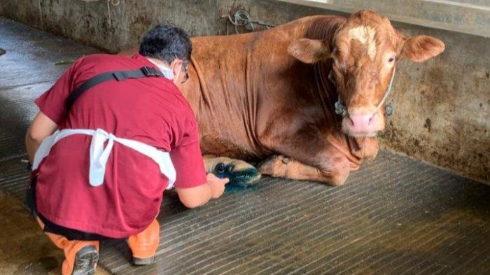 Tetapkan Status Darurat PMK, Pemkab Trenggalek Bisa Pakai Dana BTT untuk Penanganan Wabah PMK