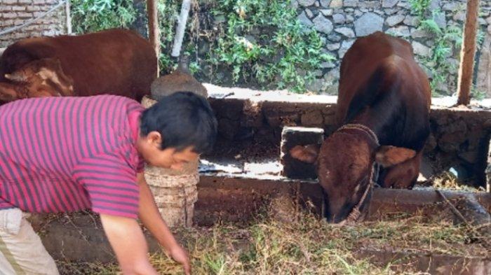 Jawa Timur Ada PMK, Kesehatan Sapi Selalu Dipantau Peternak