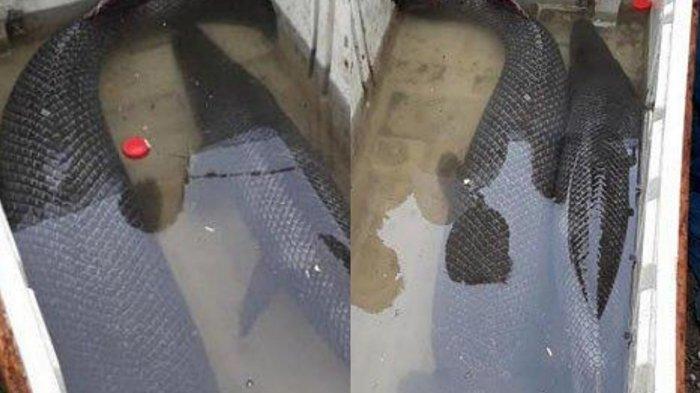 Penampakan Ikan Aligator yang Hanyut Saat Banjir, Sempat Dikira Ular Kobra Oleh Warga