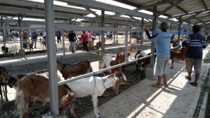 Pasar Hewan Tulungagung Sepi, Pedagang Kambing Andalkan Pemasaran Online