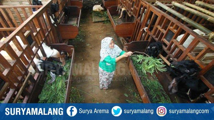 Dinas Peternakan Kabupaten Malang Belum Terima Laporan Hewan Ternak Sakit Jelang Hari Raya Idul Adha