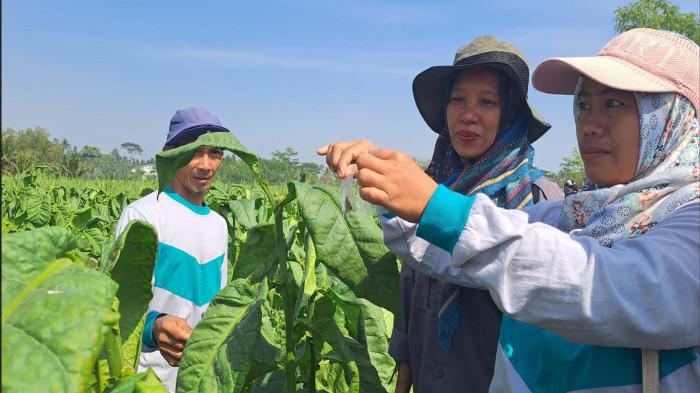 Petani Tembakau di Kabupaten Malang Alami Gagal Panen, Faktor Cuaca