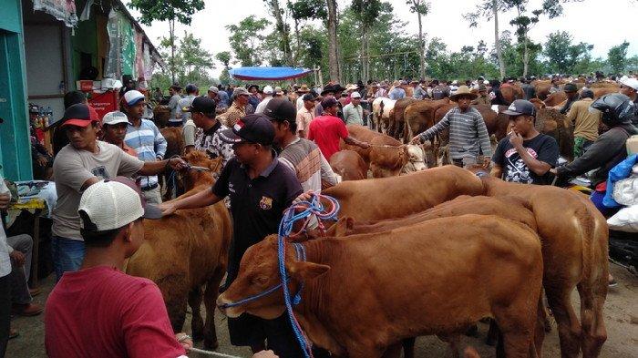 Penyembelih Sapi atau Kerbau Betina Produktif Bisa Dipenjara Minimal 1 Tahun