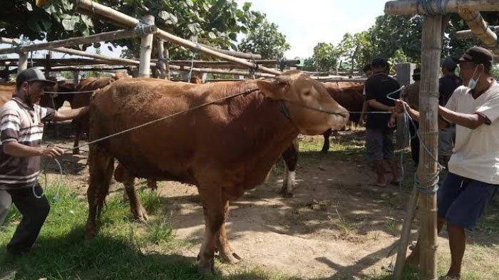 Temuan Penyakit Mulut dan Kuku (PMK) di Jatim Mulai Pengaruhi Perdagangan Sapi di Tulungagung