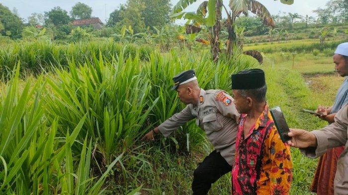Bayi Perempuan Tergeletak di Sawah, Ditemukan Warga Sampang Madura saat Mencari Pakan Ternak