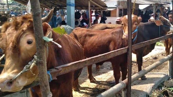 Wabah PMK Merebak di Jatim, Sapi Jenis Limousin Masih Jadi Primadona di Kabupaten Malang