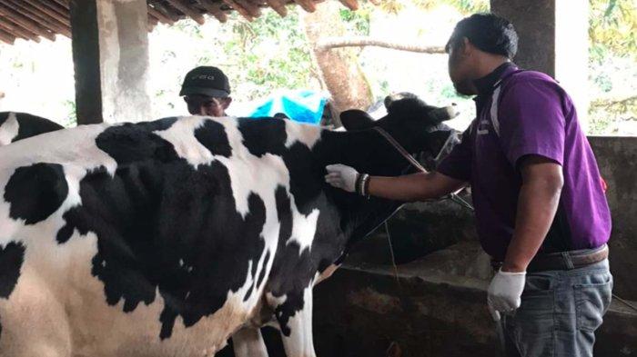Kasus PMK Meningkat di Jember, Serang 1.031 Sapi, 78 Ekor Mati Tapi Belum Berani Tutup Pasar Hewan