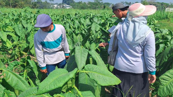 Serapan Daun Tembakau dari Petani di Kabupaten Malang Baru Capai 28 Persen, Pengepul Ikut Terdampak