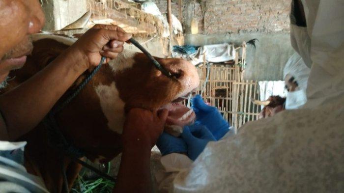 Pemkab Trenggalek Tambah Anggaran sampai Rp 450 Juta untuk Penanganan Penyakit Mulut dan Kuku (PMK)