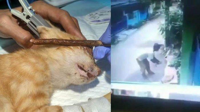 Pria Hobi Pukuli Kucing Sampai Mati, Kepergok Ngamuk dan Hampir Pukuli Emak-emak, Videonya Viral