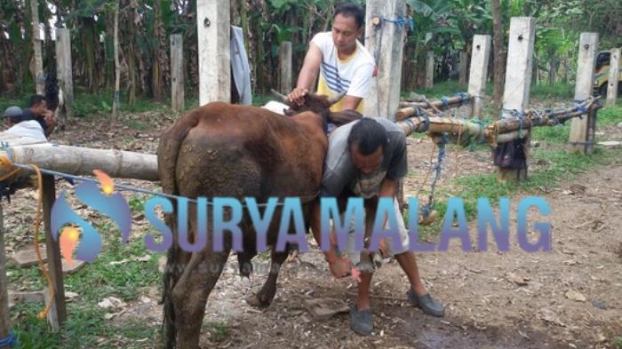 Sapi dan Kambing Juga Butuh Manicure - Pedicure, Inilah Rutinitas Salon Kecantikan Hewan di Magetan