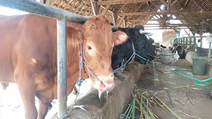 Kaum Peternak Tak Bisa Berharap Banyak soal PMK, Pemkab Jombang Sebut Tak Ada Kompensasi Sapi Mati