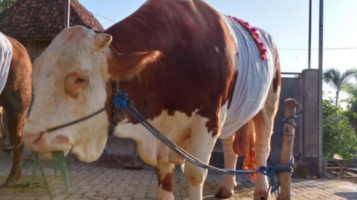 337 Ekor Sapi Kena Penyakit Mulut dan Kuku (PMK) di Kota Blitar, 112 Ekor Sapi Sembuh