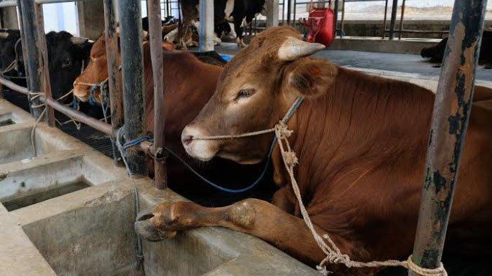 Balai Besar Veteriner Wates Teliti Sampel Sapi dari Kota Batu yang Suspek PMK