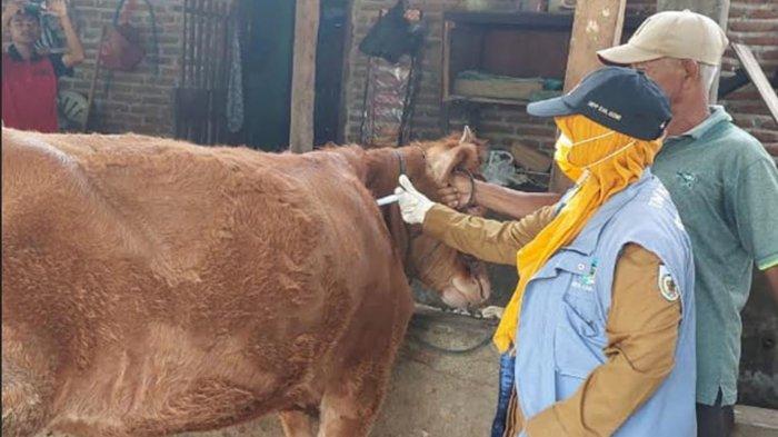 Pemkab Kediri Terima 28.750 Dosis Vaksin PMK, Distribusi Prioritaskan Peternak Kecil