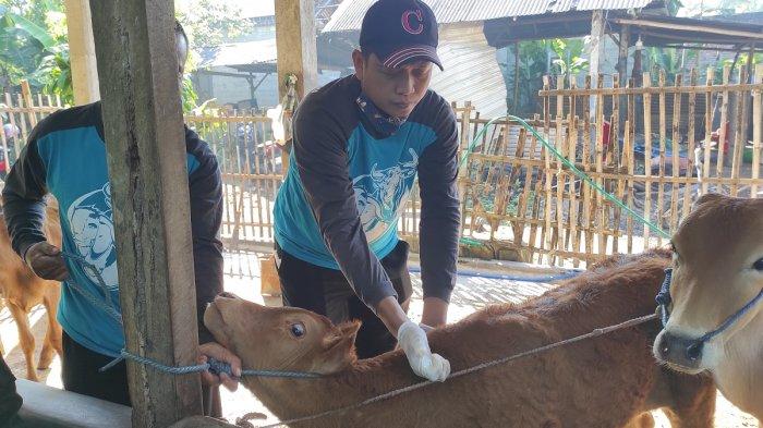 DKPP Kota Blitar Mulai Lakukan Vaksinasi LSD untuk Cegah Penularan Penyakit Kulit pada Sapi
