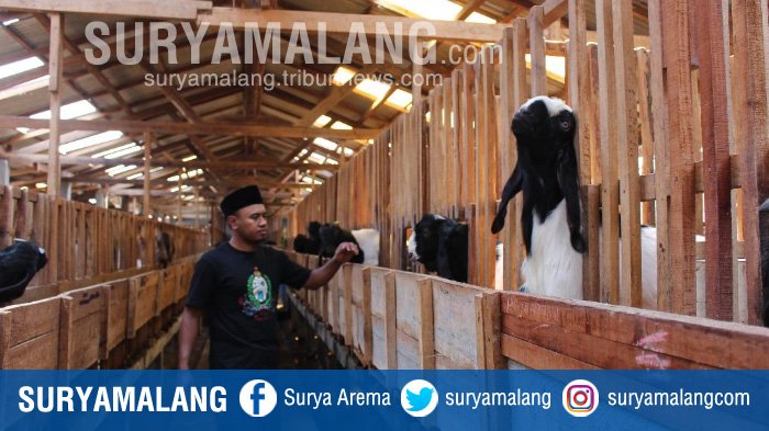 Harga Murah & Kualitas Bagus, Susu Kambing Etawa Kota Batu Diminati Warga Luar Kota