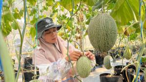 Aftin-Alafiyah-pengelola-Gen-Sobo-Farm-budidaya-melon-Kecamatan-Pesantren-Kota-Kediri.jpg