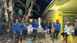 Damkar-mengevakuasi-ular-piton-di-Kelurahan-Ngantru-Trenggalek-Minggu-26102025.jpg