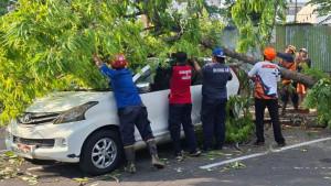 Damkarmat-Tulungagung-menyingkirkan-pohon-glodokan-tiang-yang-ambruk-dan-menimpa-mobil.jpg