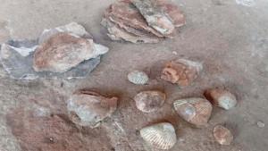 FOSIL-KERANG.jpg