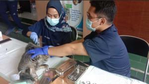 KEBIRI-KUCING-HARI-RABIES-MALANG.jpg