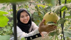 Melon-greenhouse-Dusun-Santren-Desa-Pulorejo-Kecamatan-Ngoro-Kabupaten-Jombang.jpg