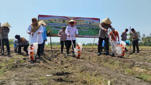 Penanaman-jagung-serentak-kuartal-IV-di-area-persawahan-Kelurahan-Sobo-Banyuwangi.jpg