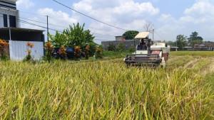 Petani-memanen-padi-di-Kelurahan-Bendogerit-Kecamatan-Sananwetan-Kota-Blitar-Jumat.jpg