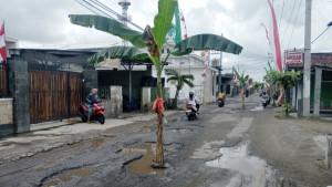 Pohon-pisang-yang-ditanam-di-Jalan-Raya-Lingkungan-8-Desa-Ngunut-Kecamatan-Ngunut-Tulungagung.jpg