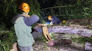Pohon-tumbang-di-Jalan-Raya-Cangar-Desa-Sumberbrantas-Kota-Batu-akibat-angin-kencang.jpg