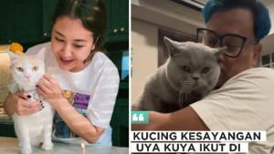 Sherina-Munaf-Bakal-Kembalikan-5-Ekor-Kucing-Uya-Kuya-Saat-Ini-Masih-Dirawat-di-Klinik-Hewan.jpg