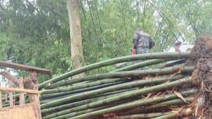 Tim-BPBD-dan-warga-mengevakuasi-korban-tertimpa-rumpun-bambu-di-Sumbersari-Jember.jpg