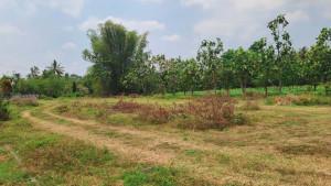 Wisata-Edukasi-tanaman-Refugia-mangkrak.jpg