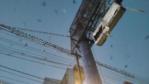 burung-sejenis-walet-atau-sriti-menghinggapi-kabel-listrik-di-atas-minimarket-Pare-Kediri.jpg