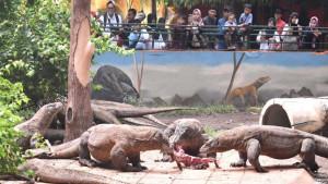 komodo-KBS-Makan.jpg