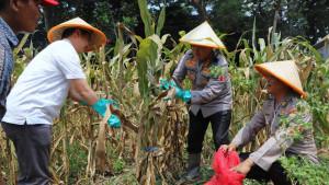 panen-jagung-polresta-malang-kota-sept.jpg