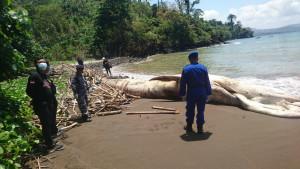 paus-balin-di-Pantai-Nglarap-Desa-Keboireng-Kecamatan-Besuki-Kabupaten-Tulungagung.jpg