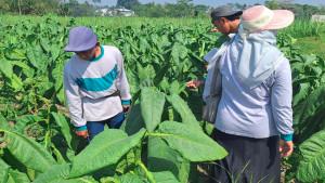 petani-tembakau-kabupaten-malang-terdampak-hujan.jpg