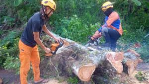 pohon-tumbang-yang-menimpa-mobil-pikap-di-Desa-Sukorejo-Kecamatan-Sumber-Wringin-Bondowoso.jpg