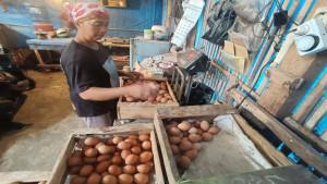 produksi-telur-malang.jpg
