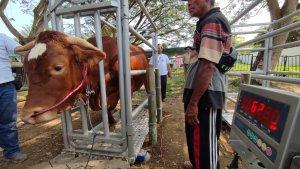 ratusan-ternak-sapi-kambing-dan-domba-ditimbang-dan-diukur-berat.jpg