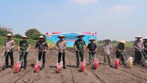 tanam-jagung-Sidoarjo.jpg