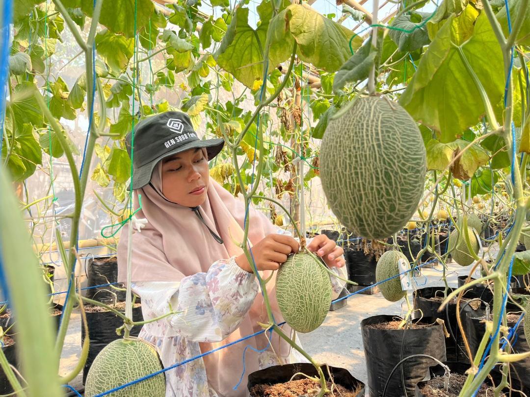 Aftin-Alafiyah-pengelola-Gen-Sobo-Farm-budidaya-melon-Kecamatan-Pesantren-Kota-Kediri.jpg