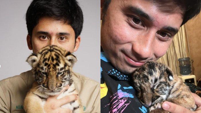 7 Harimau Milik Alshad Ahmad Mati, Aliansi Pecinta Satwa Liar Pertanyakan Izin Penangkaran dari KLHK