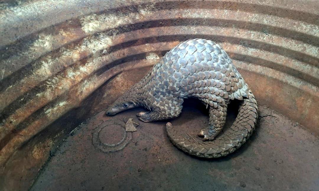 Trenggiling Ditemukan di Trowulan Mojokerto, BBKSDA Gercep Penyelamatan Satwa Langka yang Dilindungi