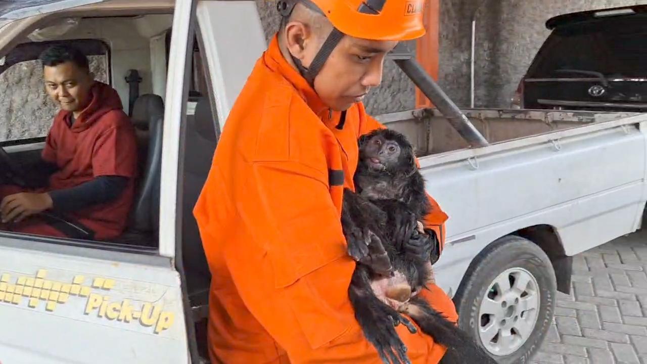 Lutung Jawa Tewas Tersengat Listrik di Ngawi, Kondisi Hangus Terbakar dan Terluka Jatuh dari Tiang